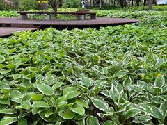 -黑龙江省森林植物园