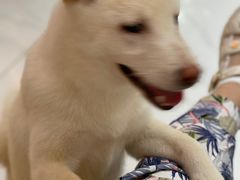 -柴源莊·柴小宠柴犬咖啡