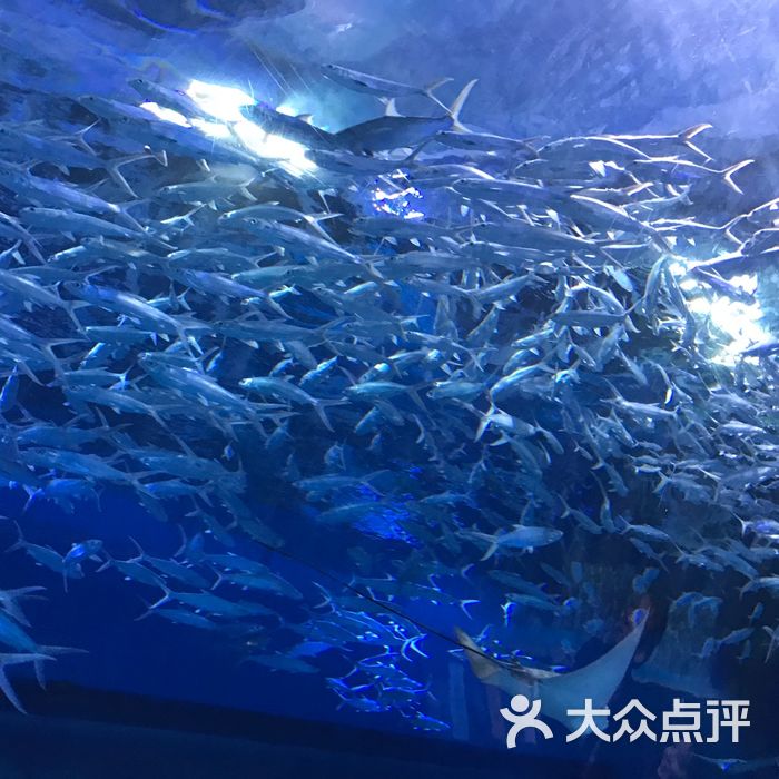 武漢海昌極地海洋公園圖片-北京海洋館-大眾點評網