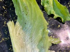 生菜-新凯旋烧烤·燕姐千岛湖土菜