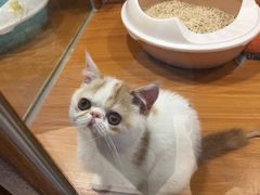 -龟与熊猫宠物公园(南坪店)