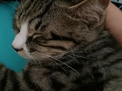 -芭比堂动物医院·犬猫全科·异宠专科(雁塔分院)