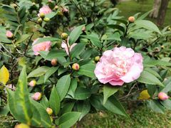 -深圳国际园林花卉博览园