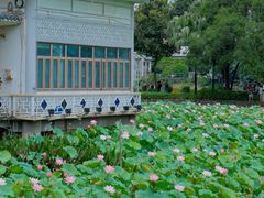-荔湾湖公园