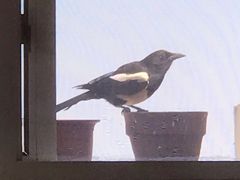 -卜蜂莲花(辽阳西路店)