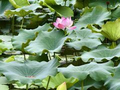 -荔湾湖公园
