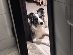 -翊宠yipet猫狗购宠庄园犬舍•猫舍