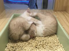 -屋虎猫馆(宝安大仟里店)