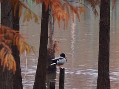 -白鹭湾湿地公园