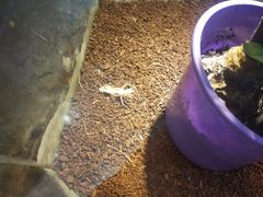 -上海大自然野生昆虫馆(东方明珠·爬宠昆虫探索中心)