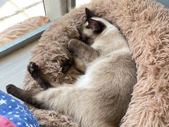 -藏猫猫咖啡主题馆(中央大道店)