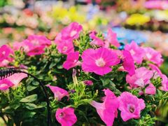 -双季花艺园艺市场(浦东店)
