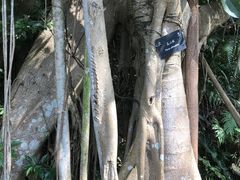 -深圳仙湖植物园
