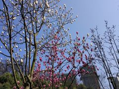 -龙头寺公园