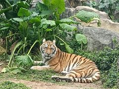 -深圳野生动物园