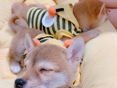 -逗柴咖啡屋·狗咖猫咖宠物桌游