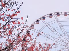 -顾村公园