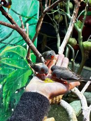 -Zoolung Zoolung动物主题公园(海信广场店)