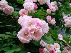 -秦园惠山豆腐花(惠山古镇店)