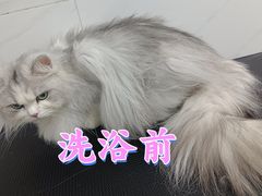 -瑞鹏宠物医院·超声·骨科·奇麟分院(蜀都万达店)