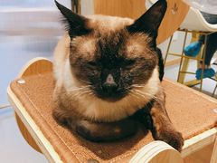 -飞行喵MR PILOT|猫舍·猫咖(静安大融城店)