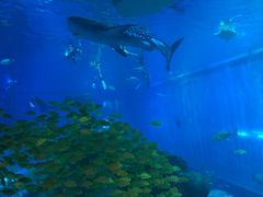 -成都浩海立方海洋公园