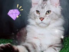 -十年猫舍·猫咪专门店(普陀店)