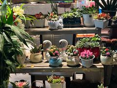 -金田水族花卉市场(银庄大厦店)