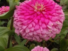-莲花山花海