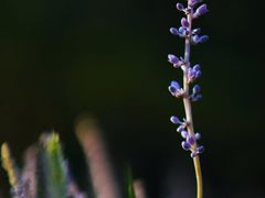 -朝阳公园