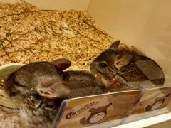 -龙猫仔乐园(惠福东路店)