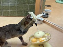 -帕帕拉兹宠物(亚洲旗舰店)