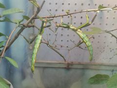 -上海大自然野生昆虫馆