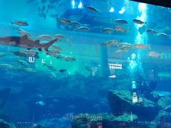 -迪拜水族馆及水下动物园