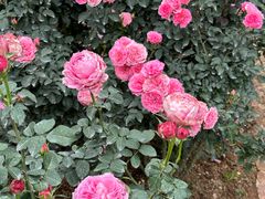 -人民公园(罗湖区)