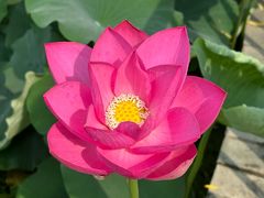 -莲花池公园