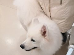 -共舞时光猫咖·狗咖(新街口店)