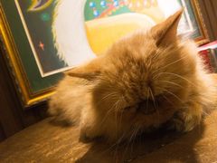 -more than meow吴止猫主题餐厅(承德 中船汇店)