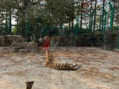 -上海野生动物园老虎餐厅