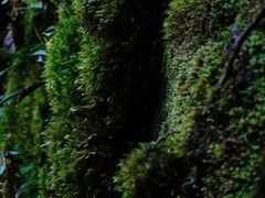 -龙苍沟森林公园