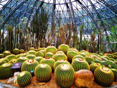 -深圳仙湖植物园