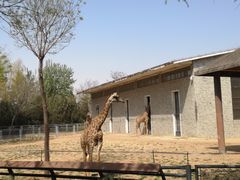 -石家庄市动物园