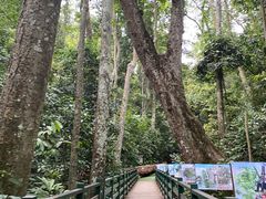 -西双版纳原始森林公园
