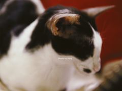 -猫色咖啡·猫咖