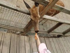 -北京鹿世界主题园