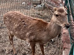 -丽泽山庄·生态怀柔菜·虹鳟鱼(红螺寺店)