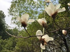 -杭州植物园