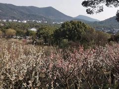-香雪海