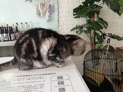 -平行世界·猫咖(首经贸店)