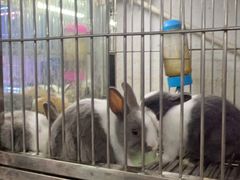 -青石桥花鸟鱼虫市场(叠翠城店)